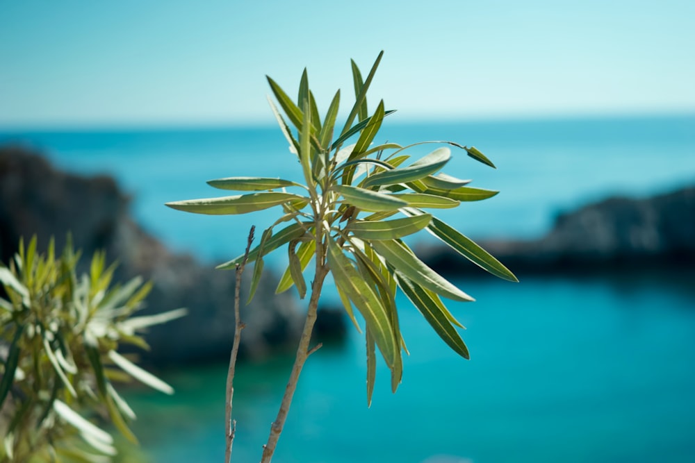 a close-up of a plant