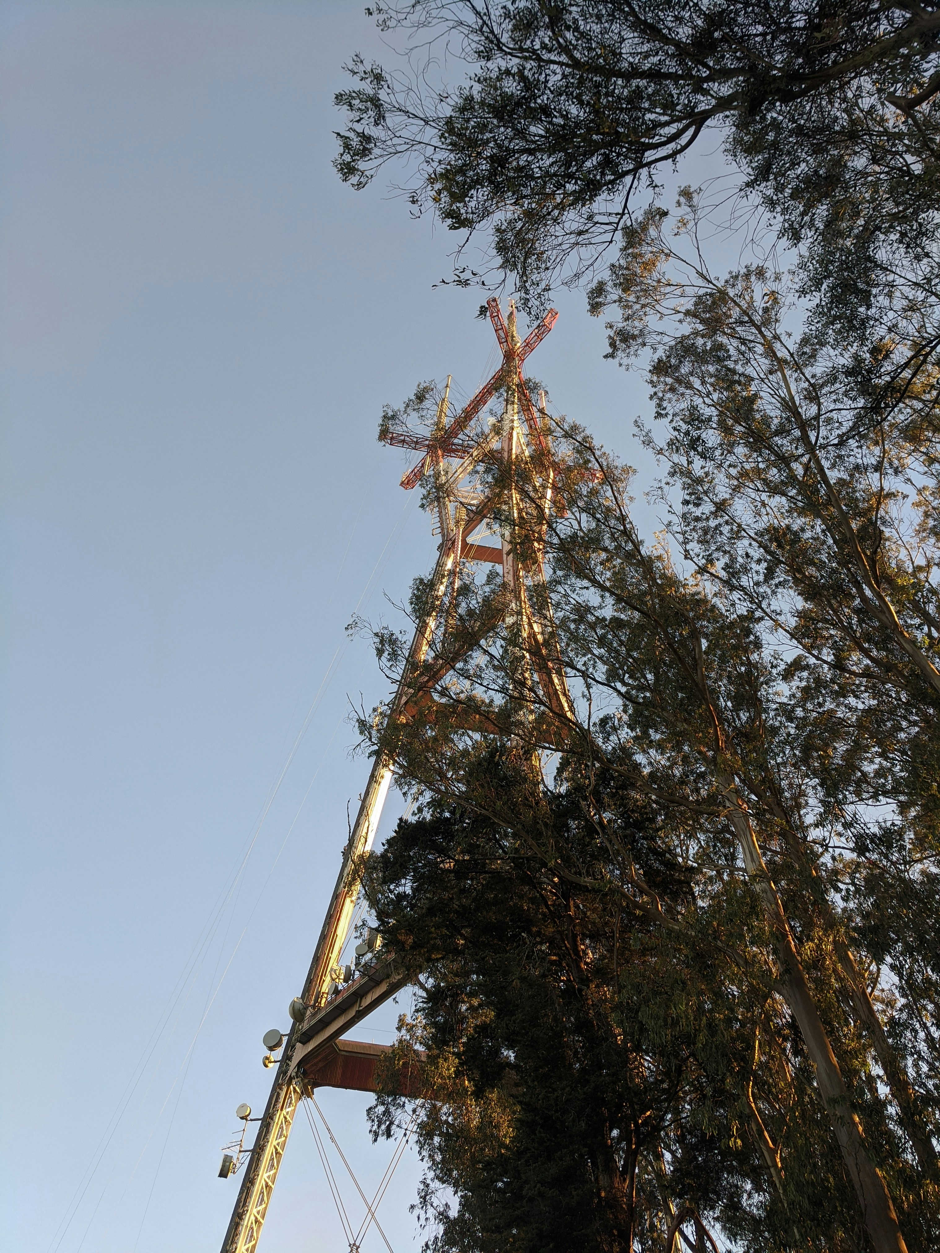 a tall tree with a tower