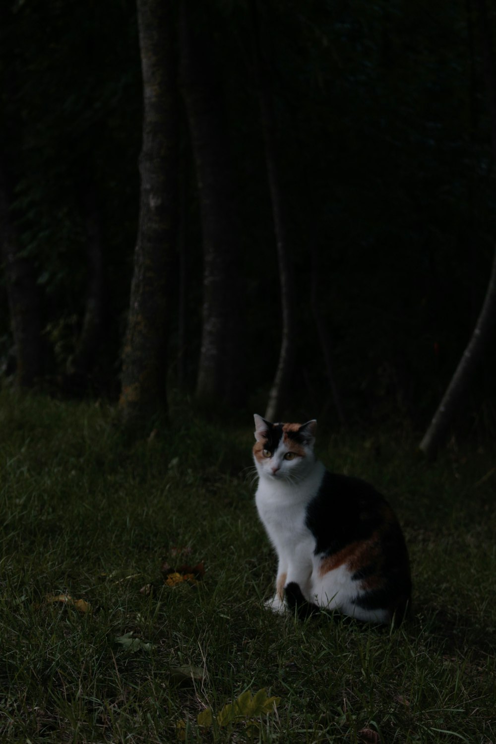 a cat sitting in the grass