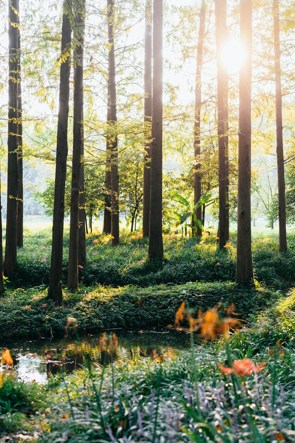 a forest with trees and plants