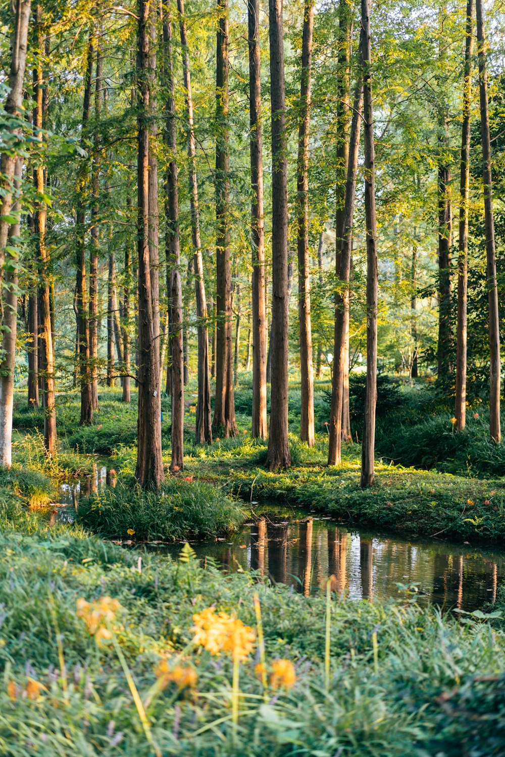 a stream in a forest