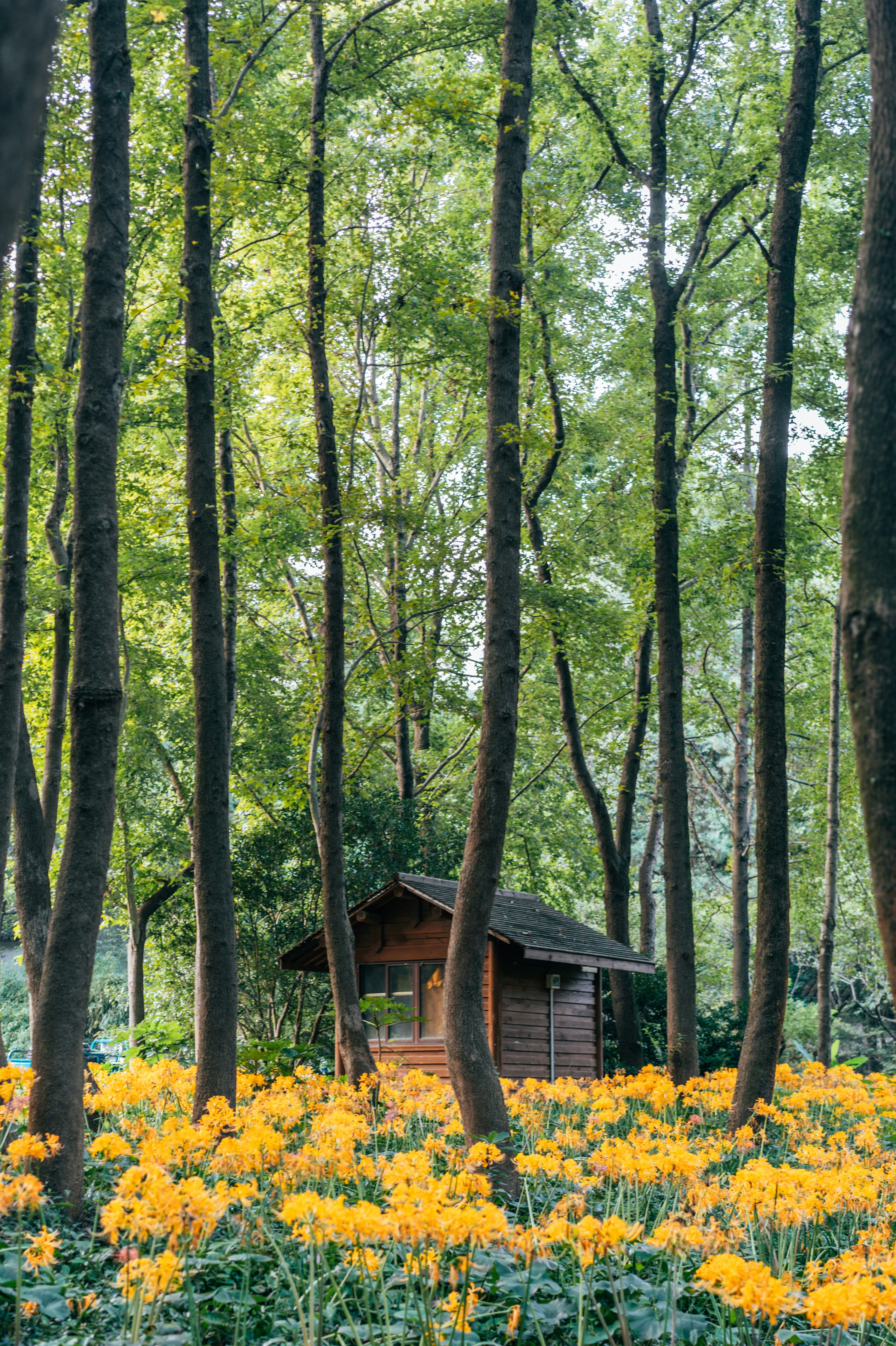 A small house in the middle of a forest photo – Free Forest Image on ...