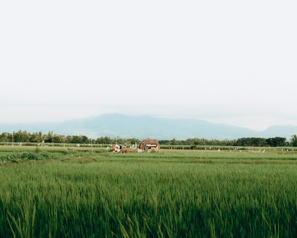A lush Vietnamese farm with workers carefully harvesting fresh produce under a bright sky.