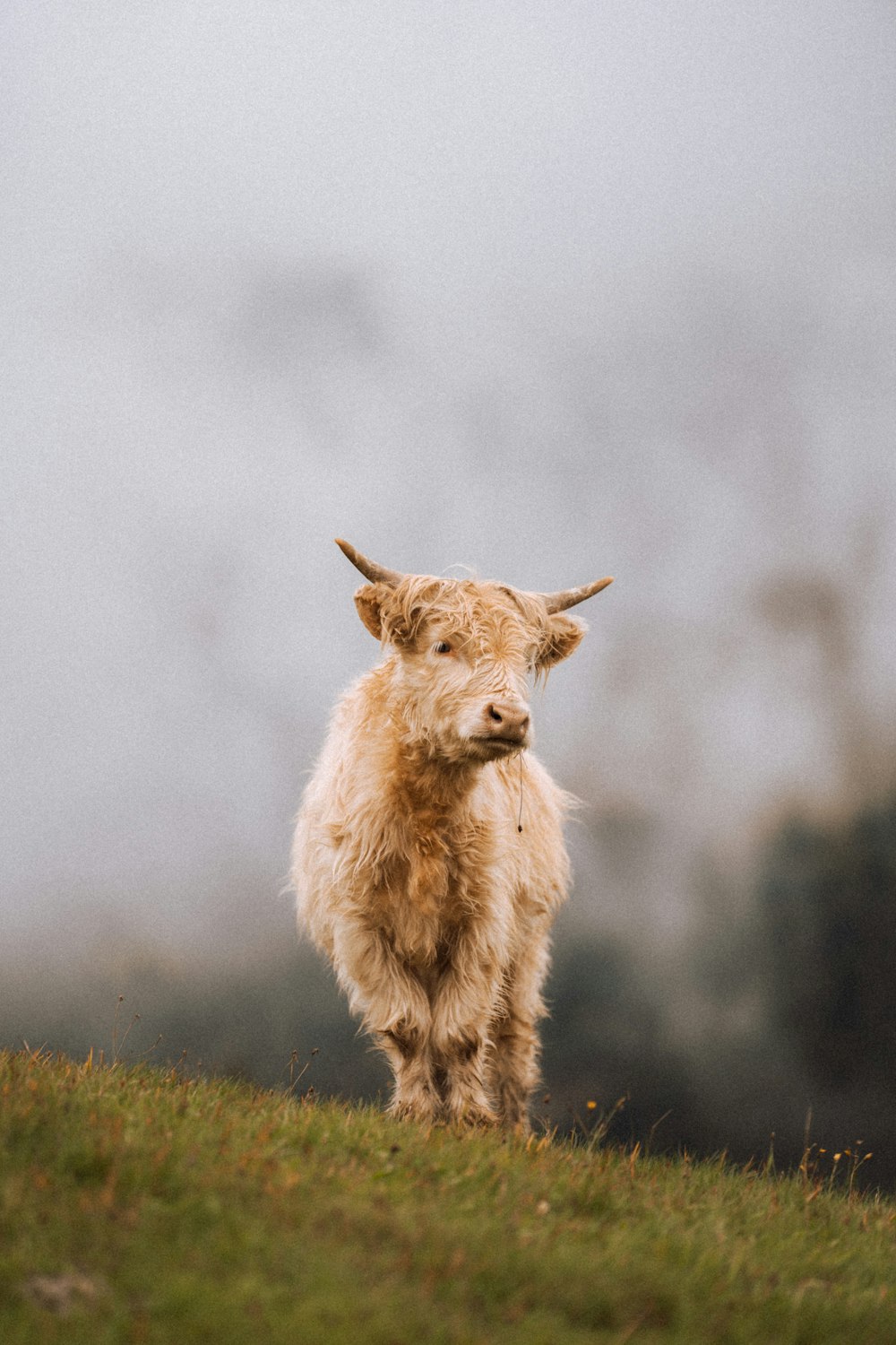 a dog standing on top of a grass covered field