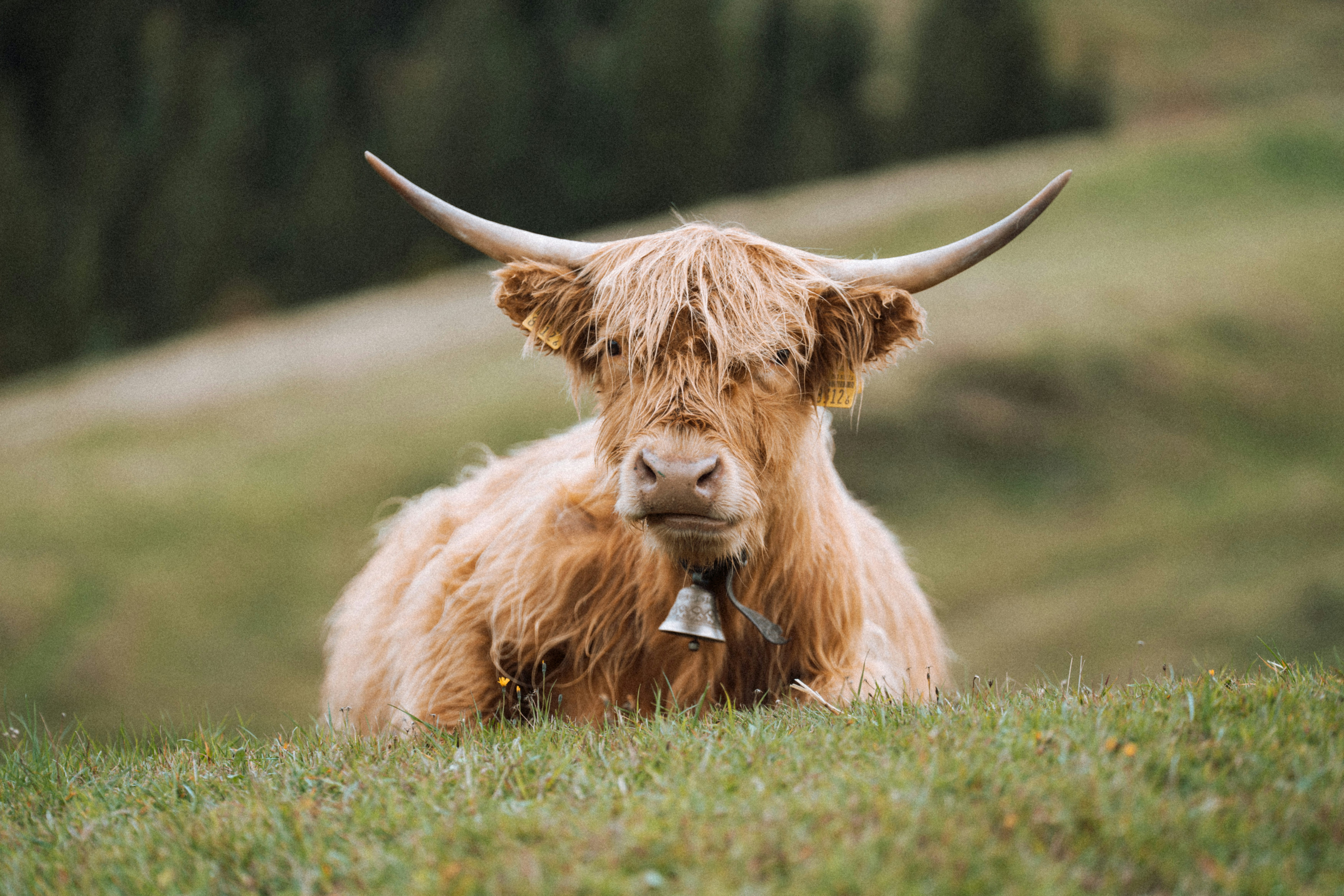 Photo by fabianbetto