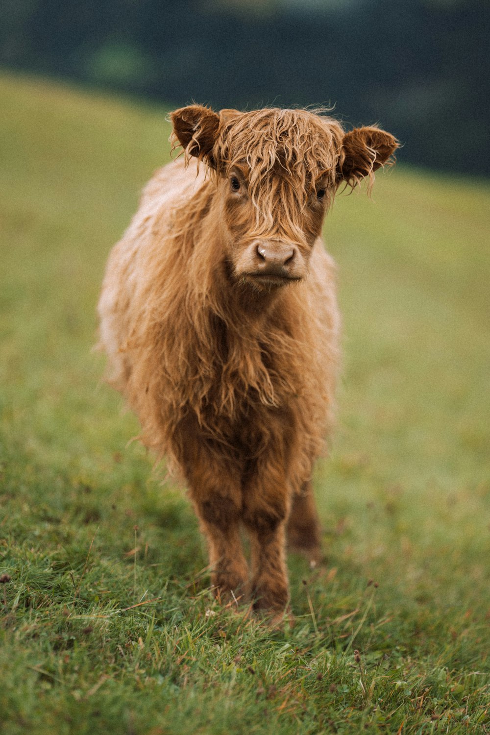 a brown animal standing in a grassy field