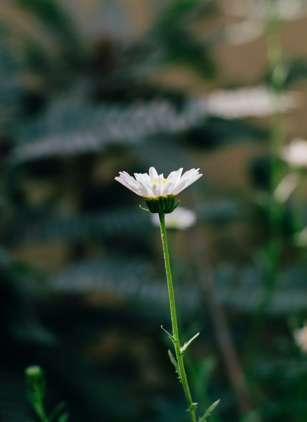 a close up of a flower