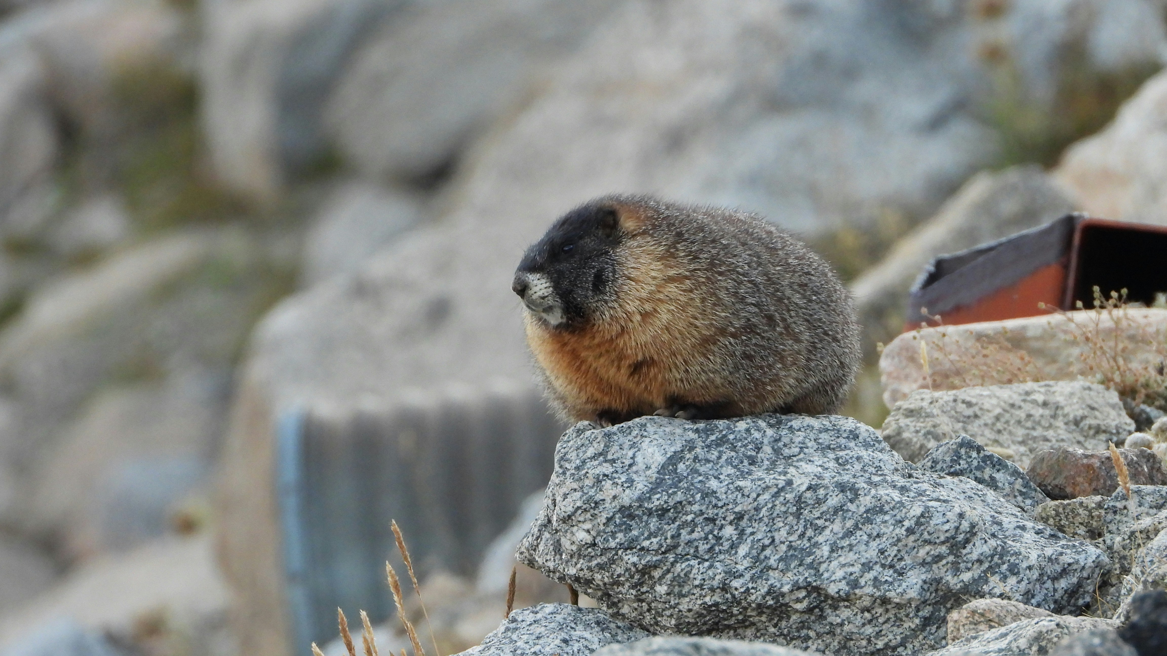 Yellow-bellied Marmot: The Alpine Sentinel (image credits: unsplash)