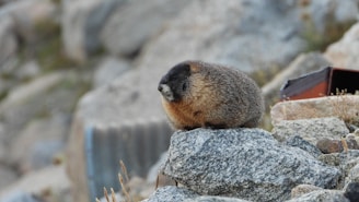 a small animal on a rock