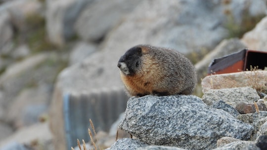 a small animal on a rock