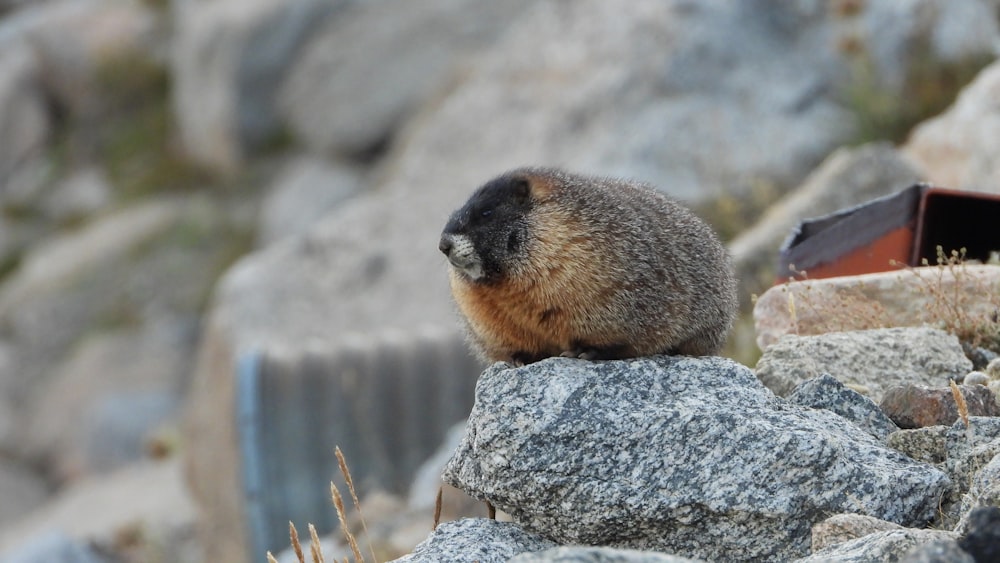 a small animal on a rock