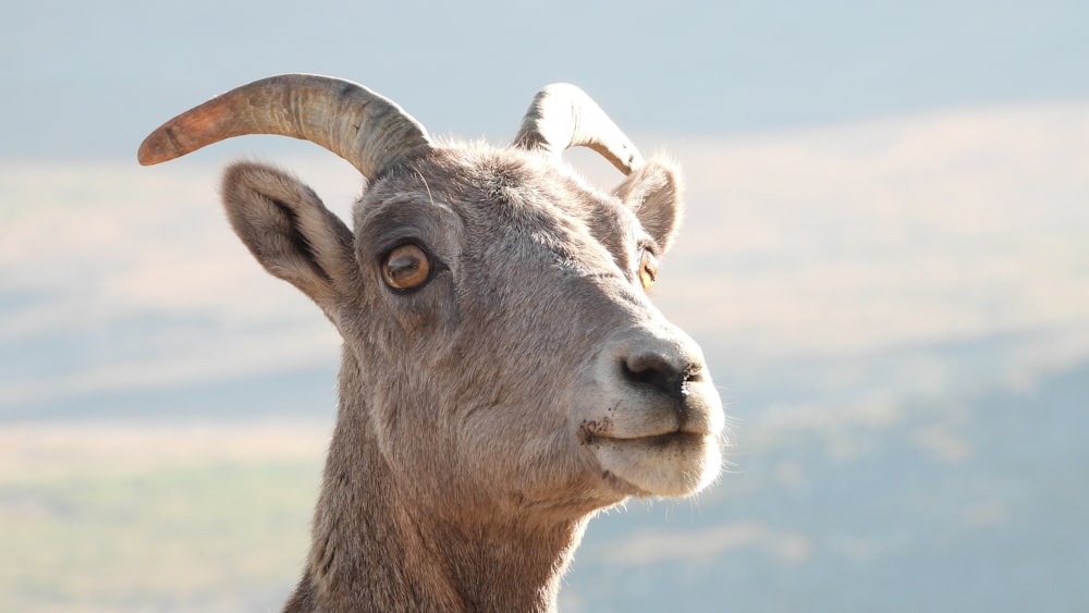 a goat with horns