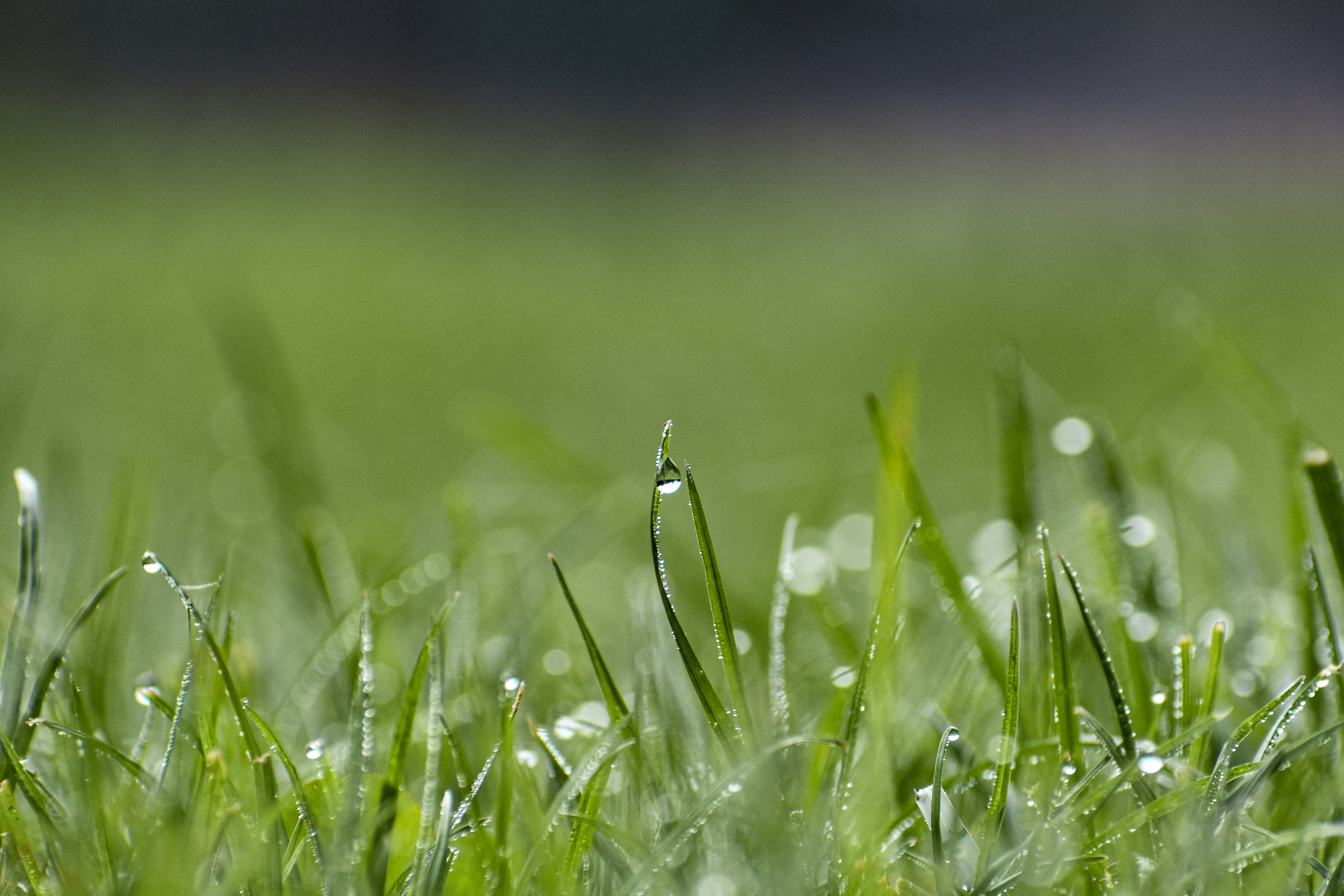 close up of grass