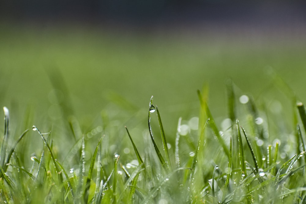 close up of grass