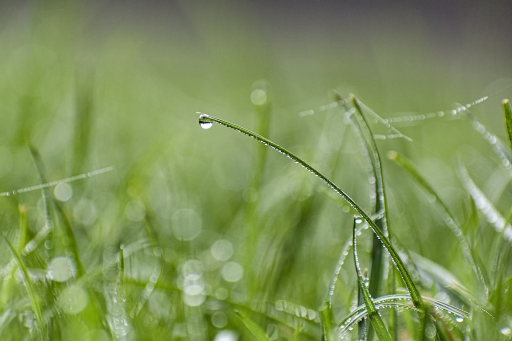 a close up of a water droplet on a blade of grass
