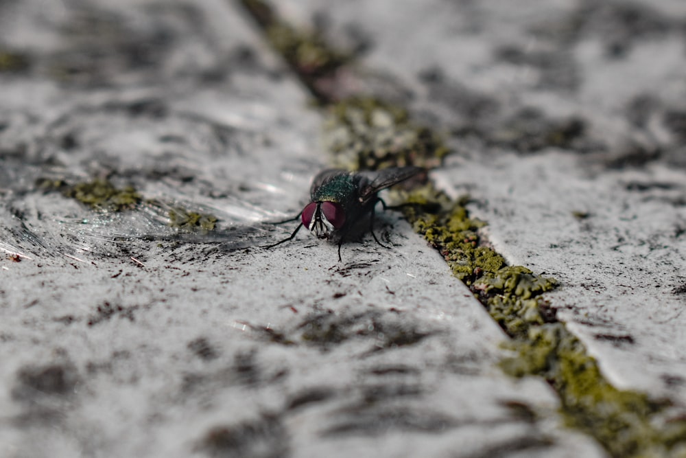 a bug on a rock