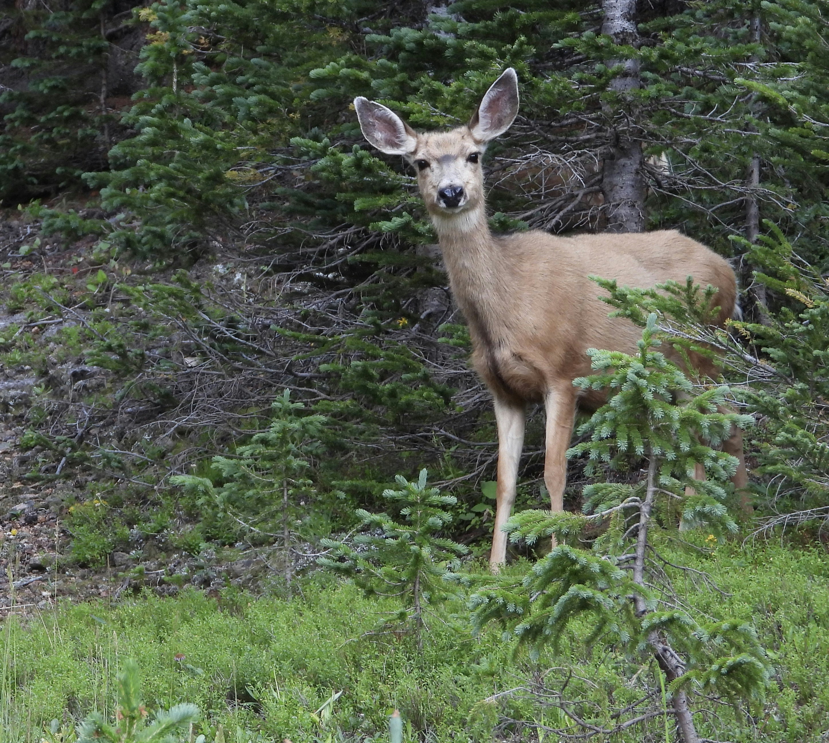 Photo by evergreene24