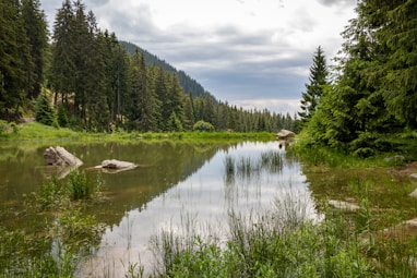 a river with trees and rocks