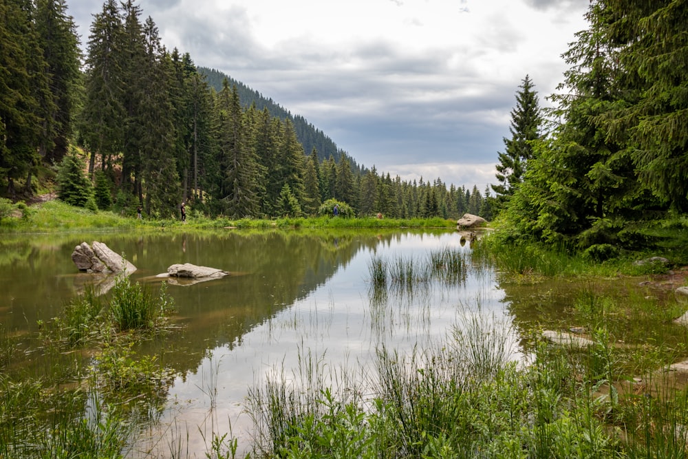 a river with trees and rocks