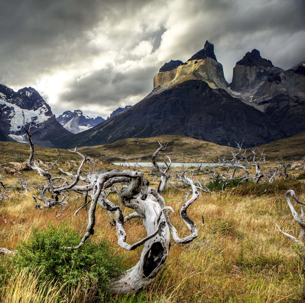 a large elk in a field with mountains in the background