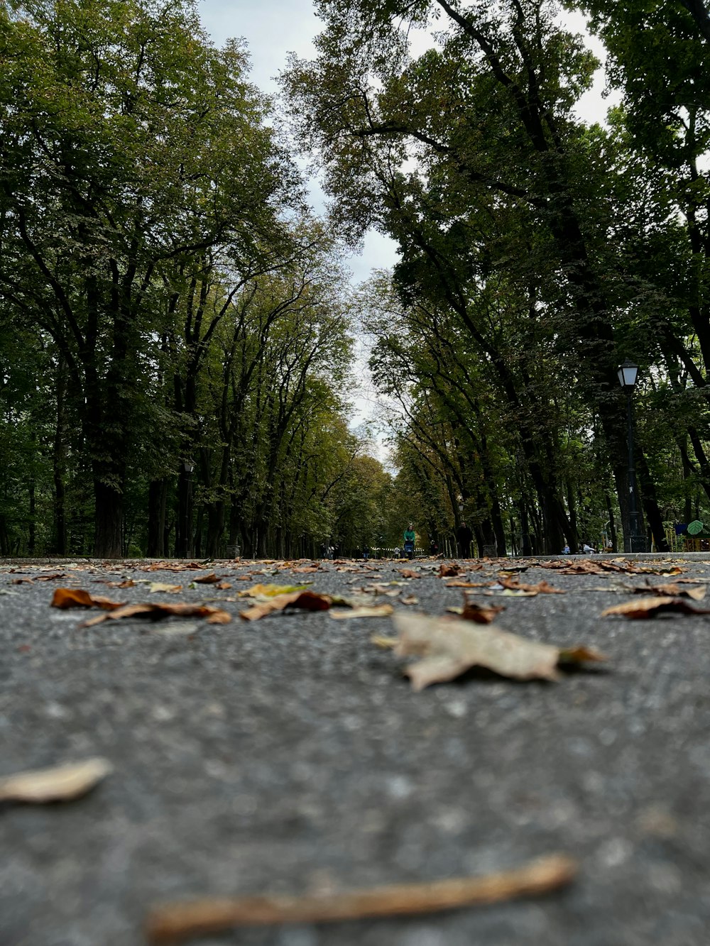 a road with trees on the side