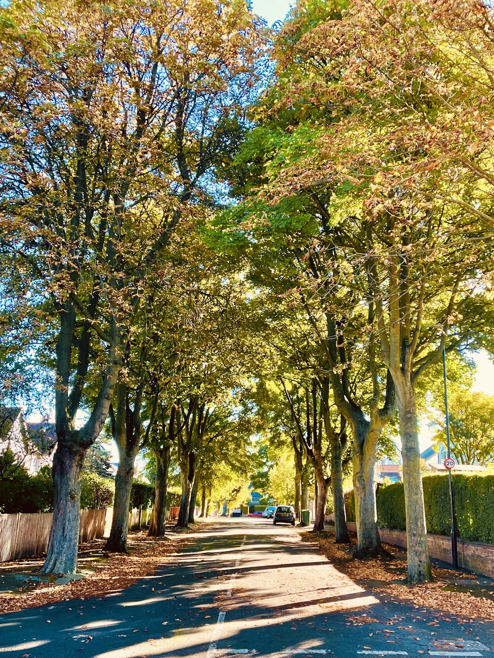 a road with trees on the side