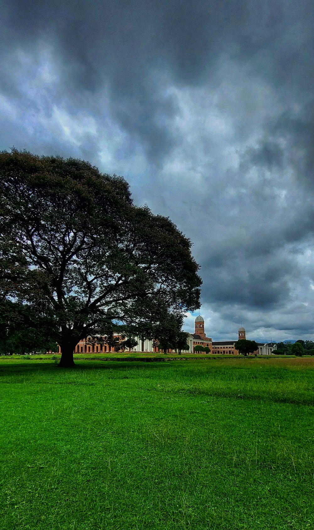 a tree in a field