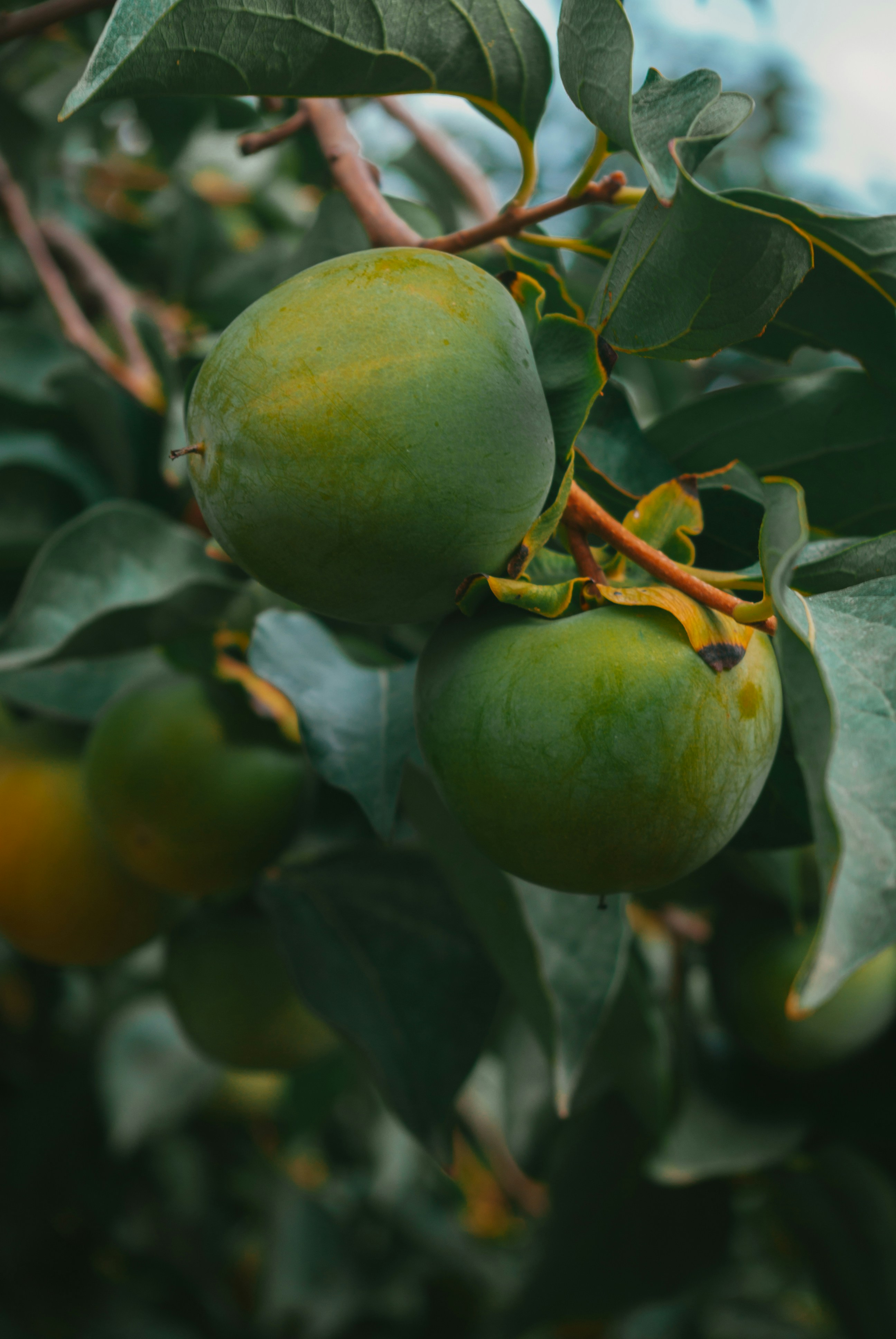 Photo by moonmoons_days