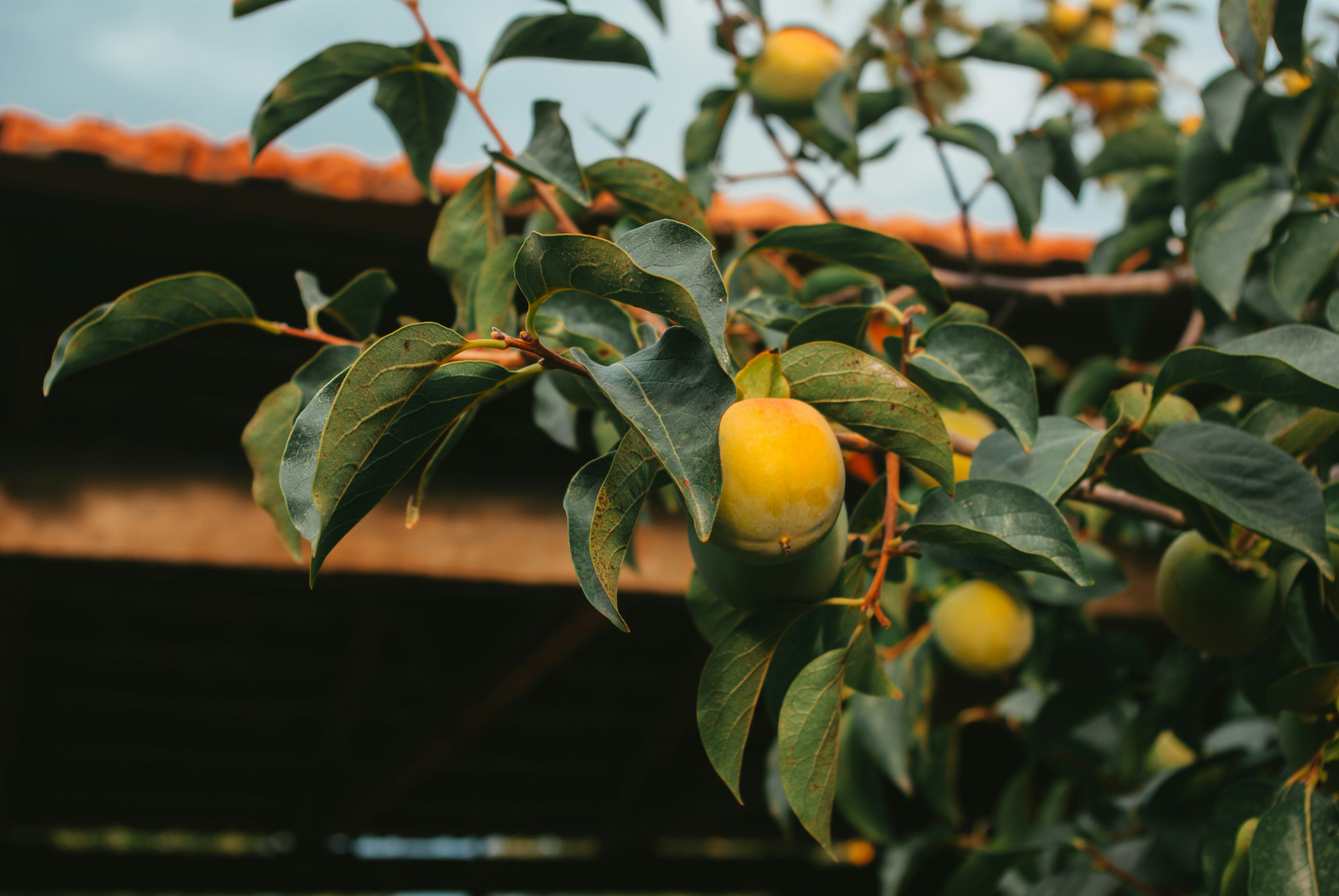 Photo by moonmoons_days