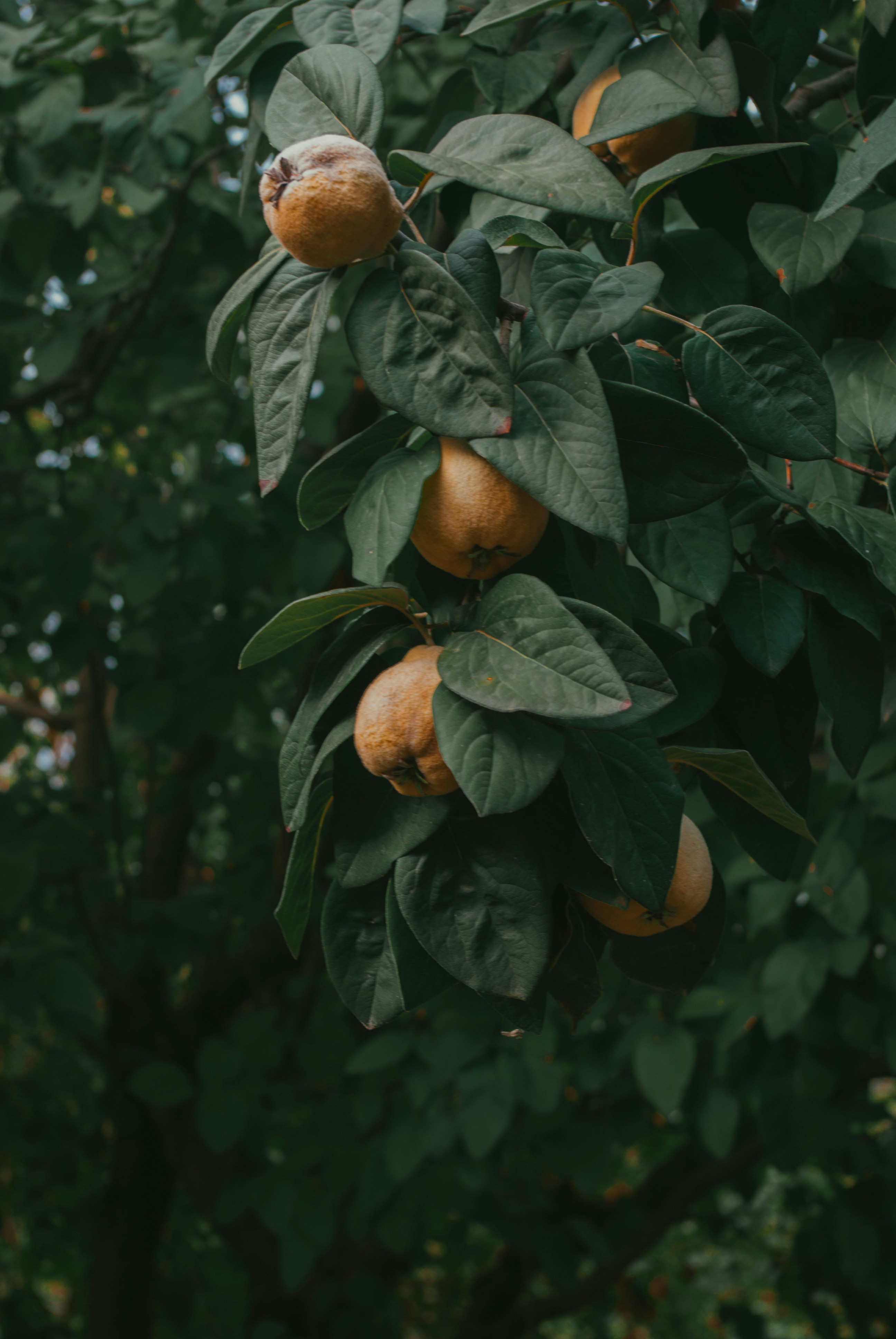 Photo by moonmoons_days