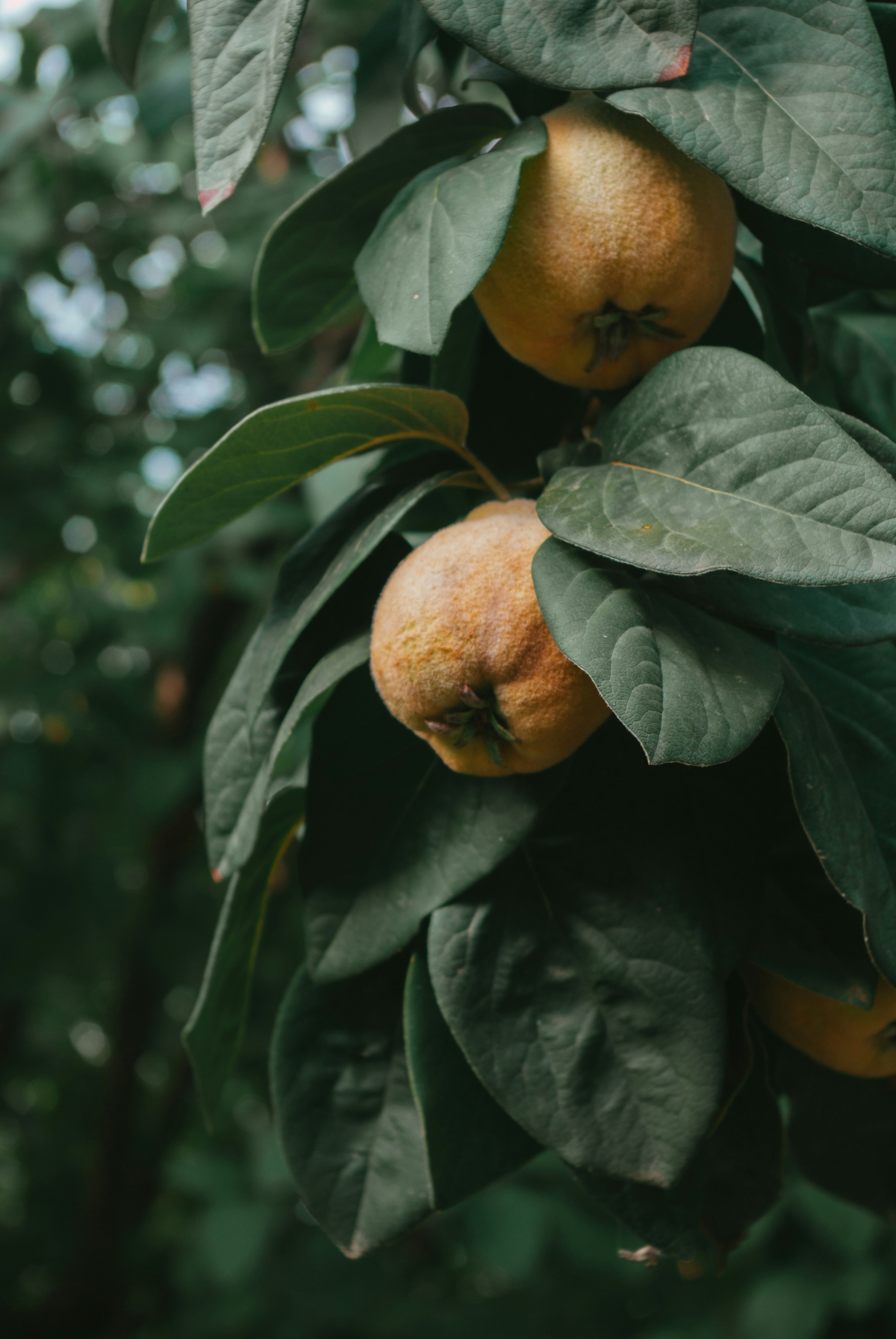 Photo by moonmoons_days