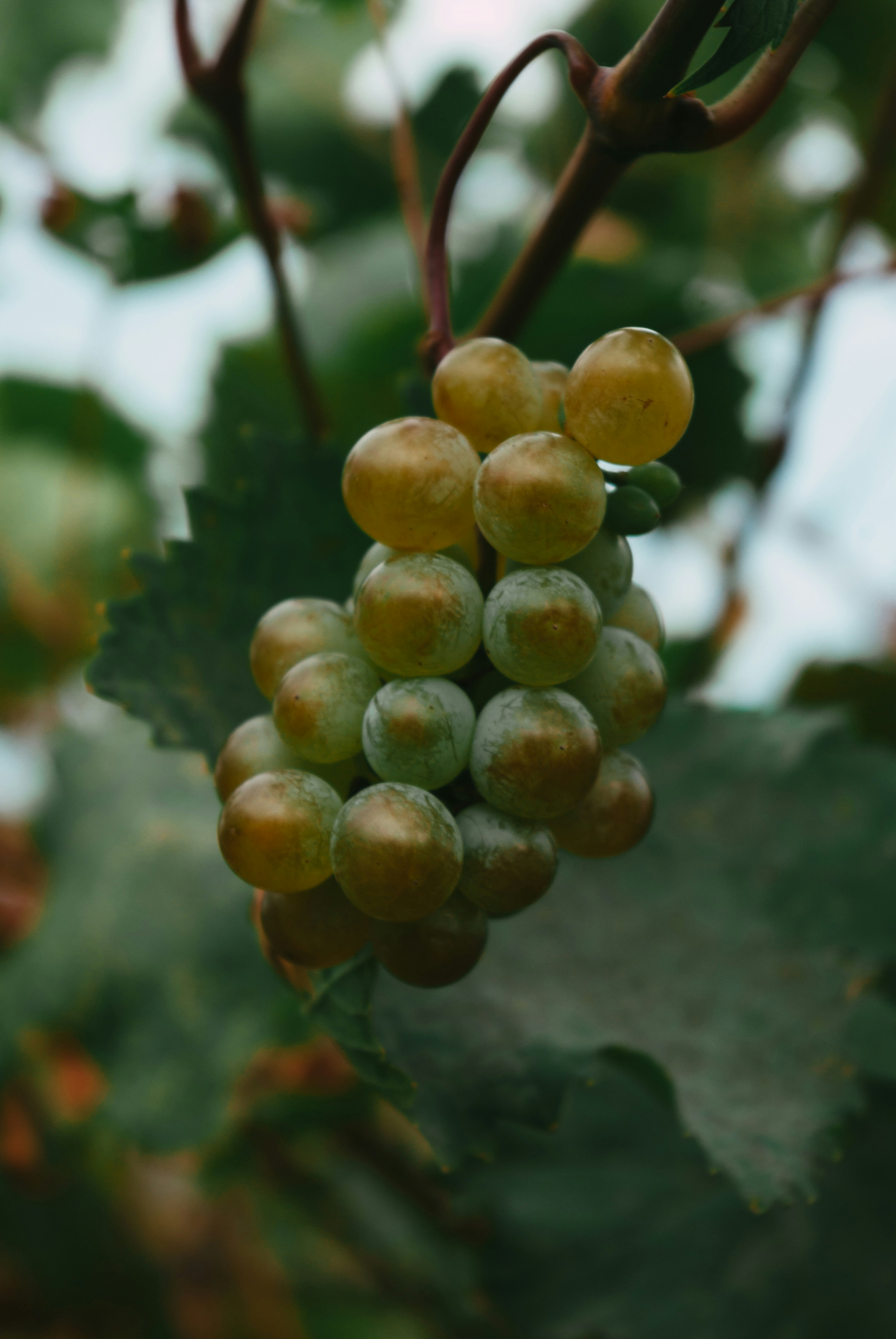 Photo by moonmoons_days