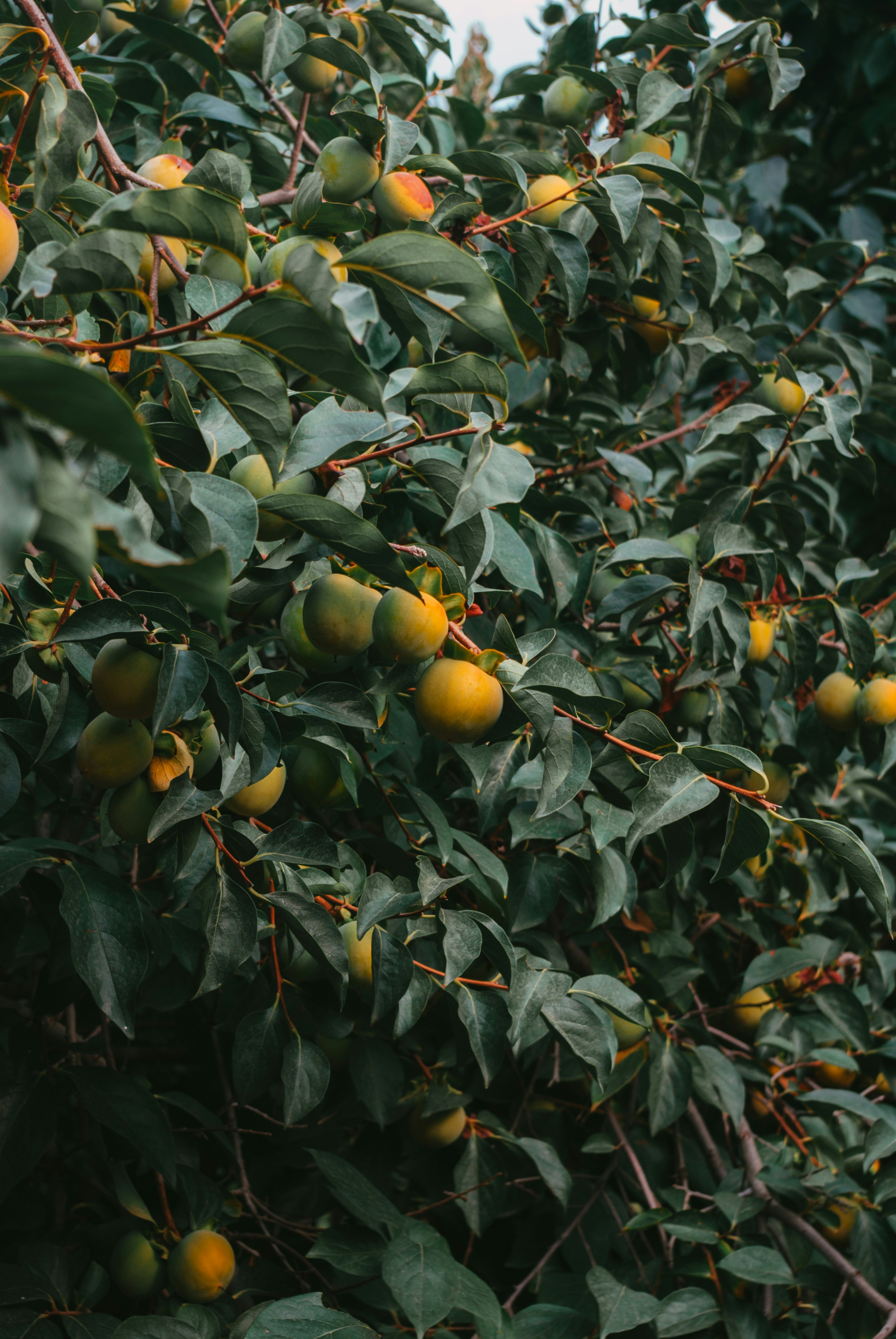 Photo by moonmoons_days