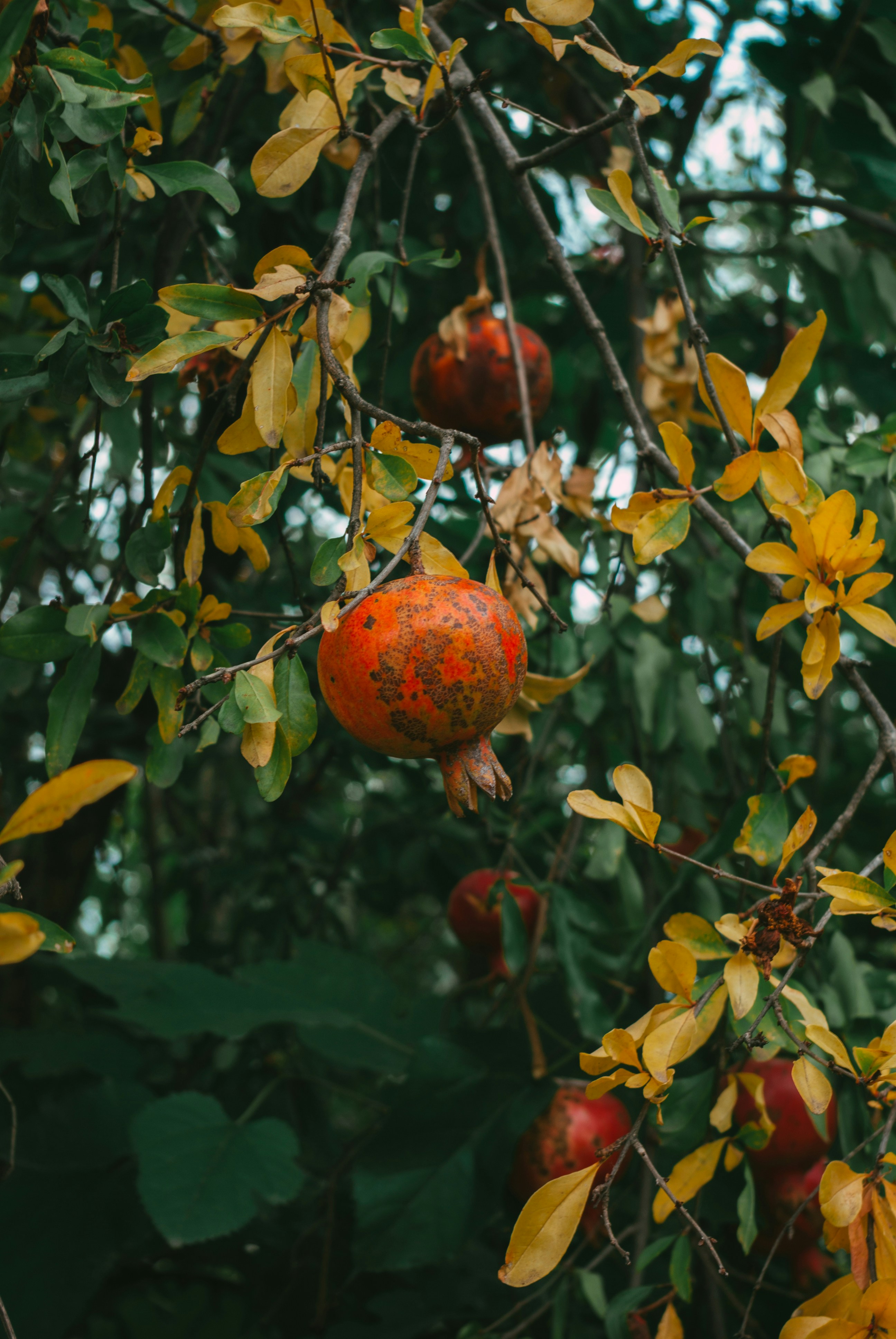 Photo by moonmoons_days