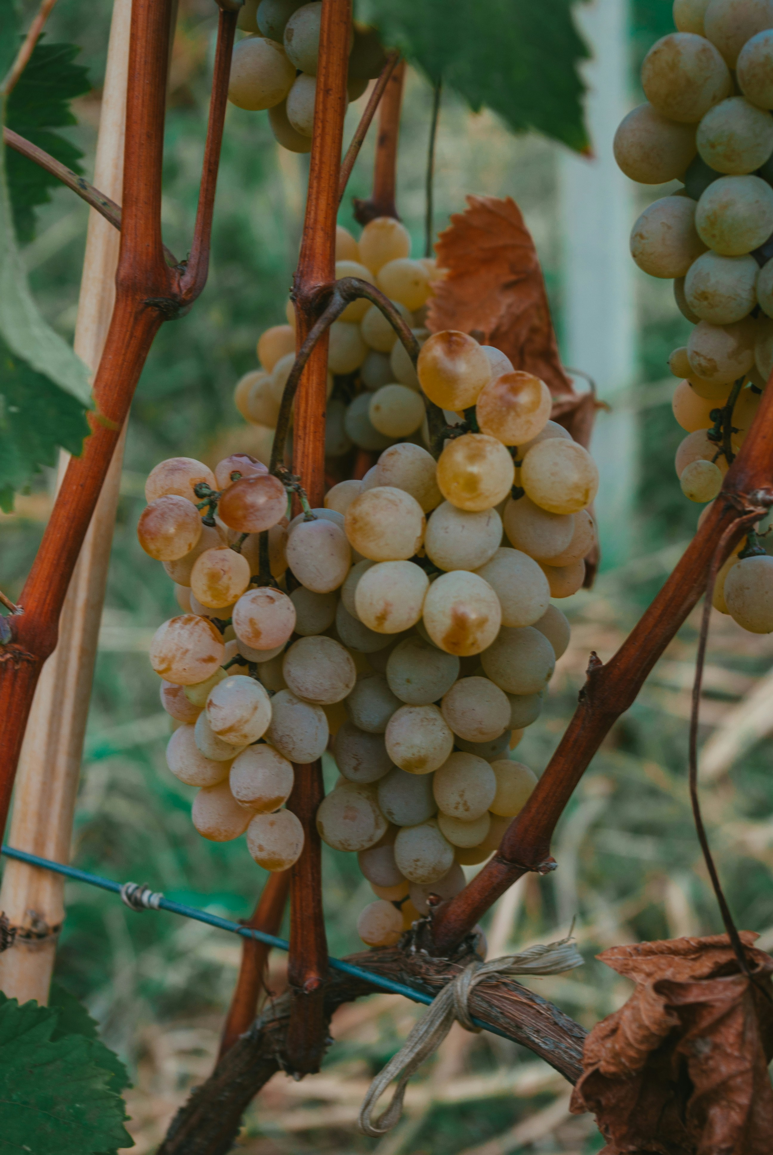 Photo by moonmoons_days