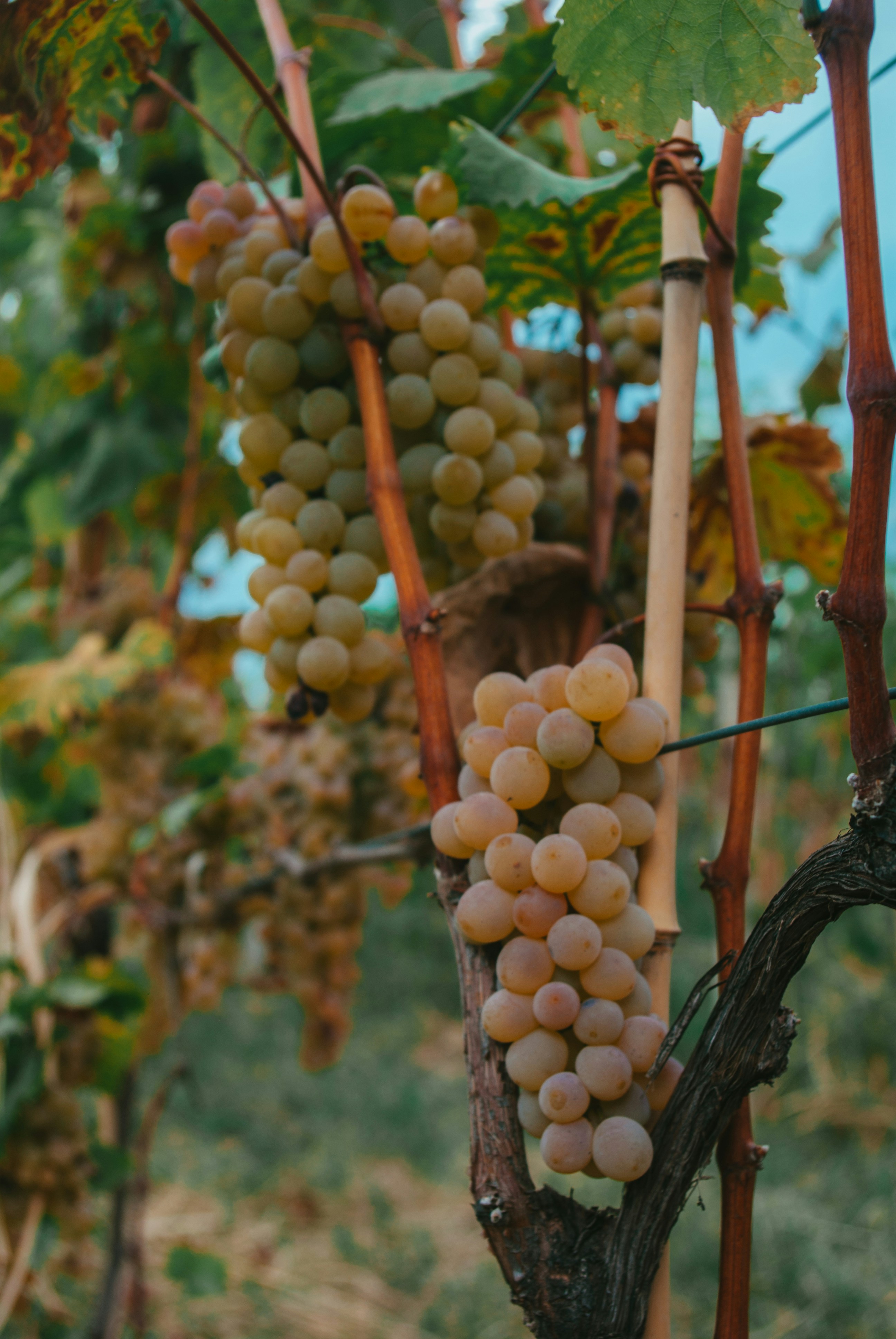 Photo by moonmoons_days