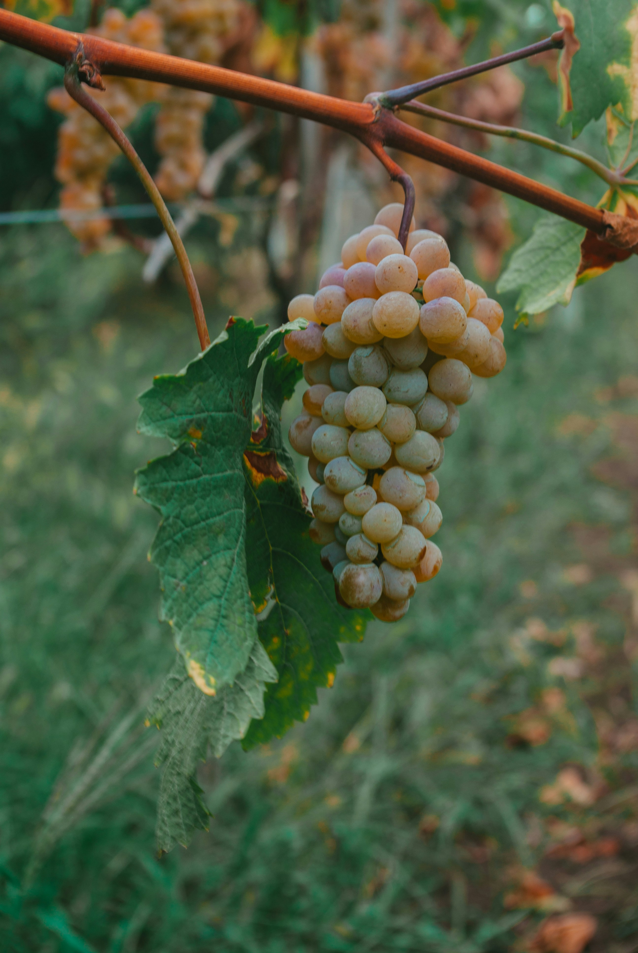 Photo by moonmoons_days