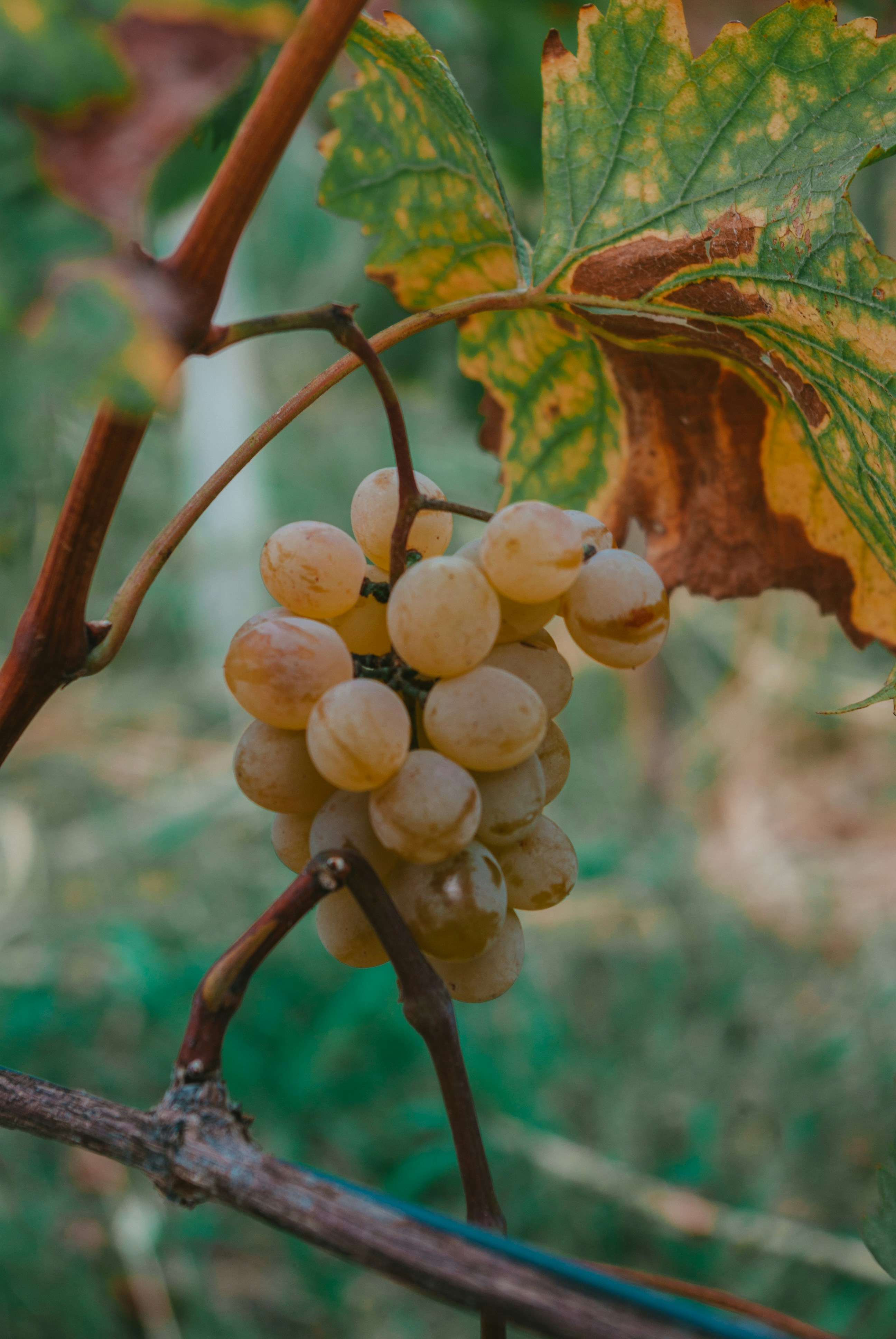 Photo by moonmoons_days