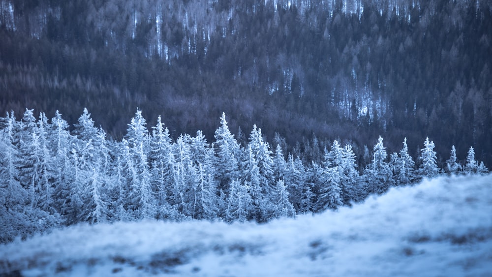 a snowy forest with trees