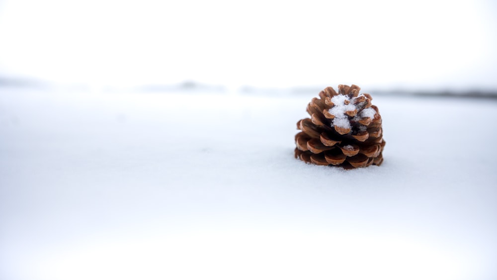 a pine cone on a white surface