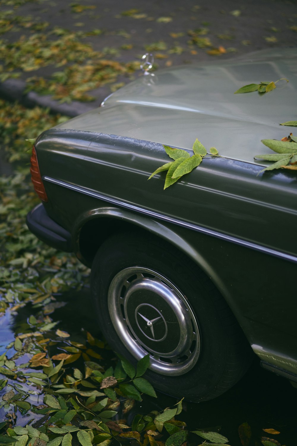 a car with a leaf on the hood