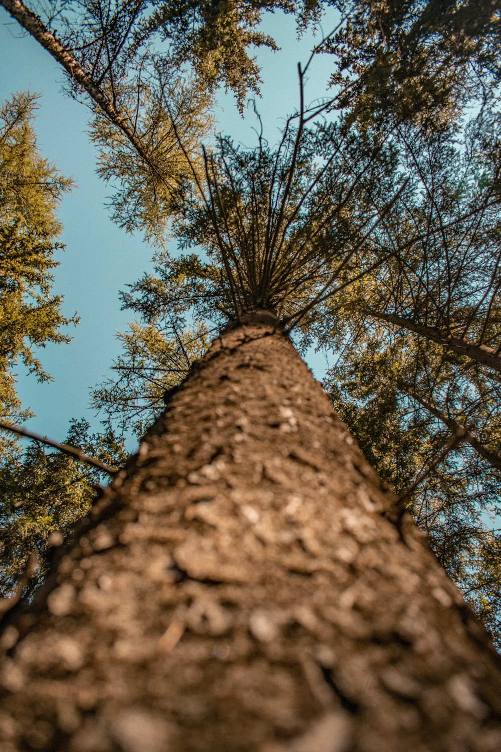 a tree trunk with many branches