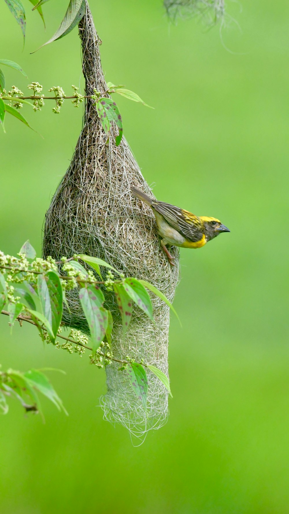 a bird on a bird feeder