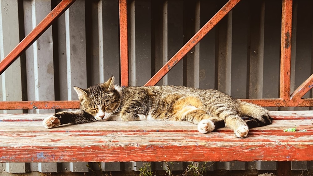 a cat lying on a bench