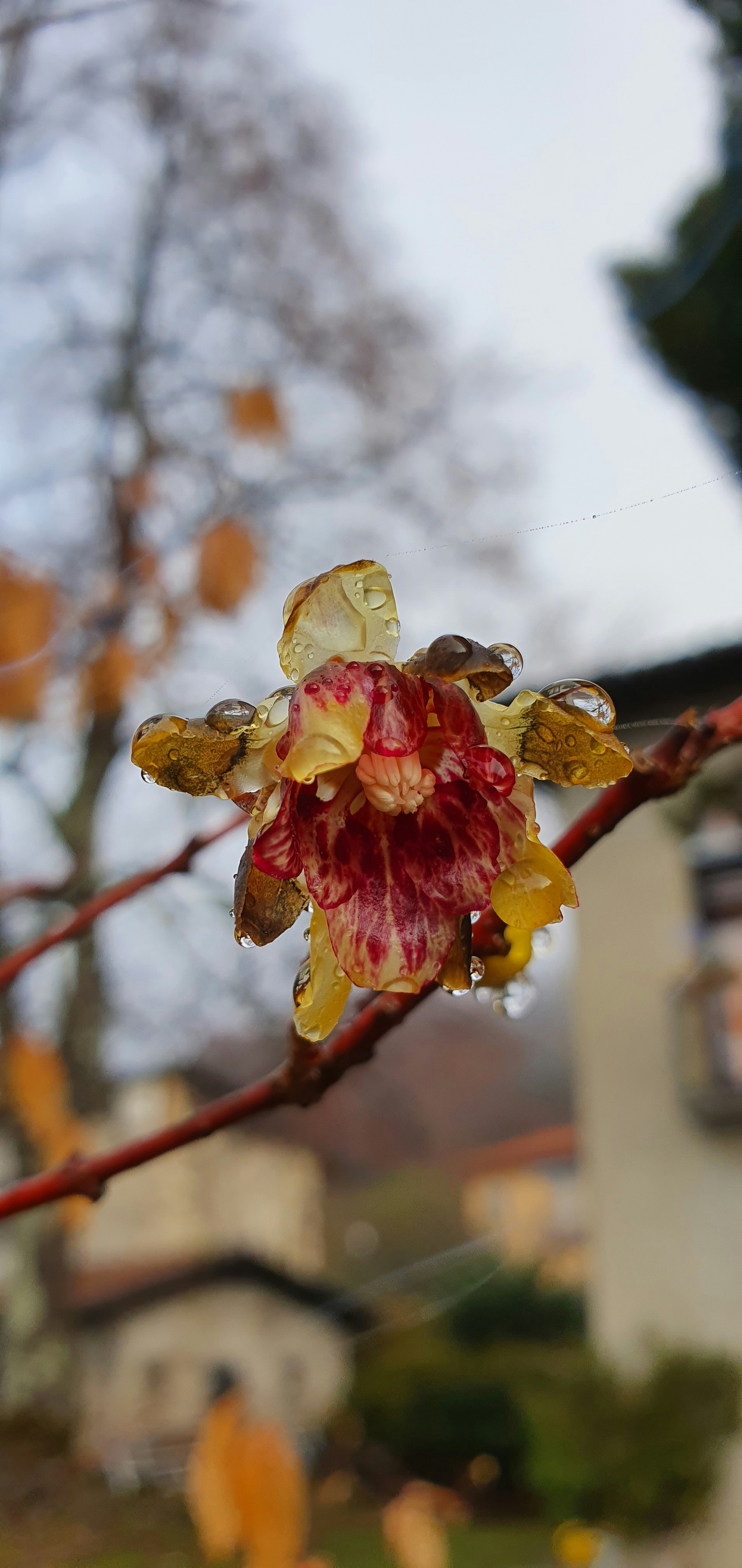 a close up of a flower