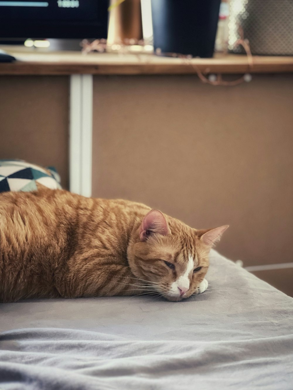 a cat lying on a bed