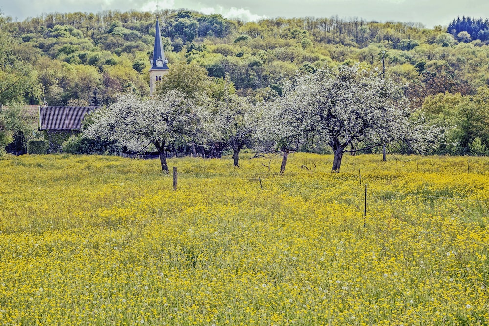 a field of yellow flowers with trees and a church in the background