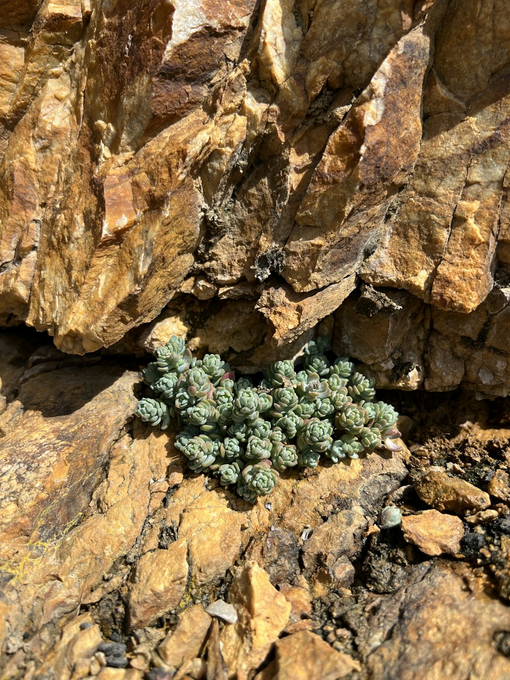 a small plant growing out of a rock