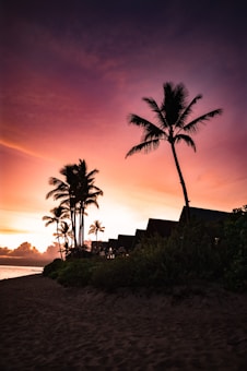 A serene beach scene at sunset with silhouetted palm trees and small huts in the background. The sky is a gradient of warm colors, from pink to orange, contrasting with the dark silhouettes of the trees and structures. The sandy shore is visible at the bottom of the image, fading into the dark green foliage.