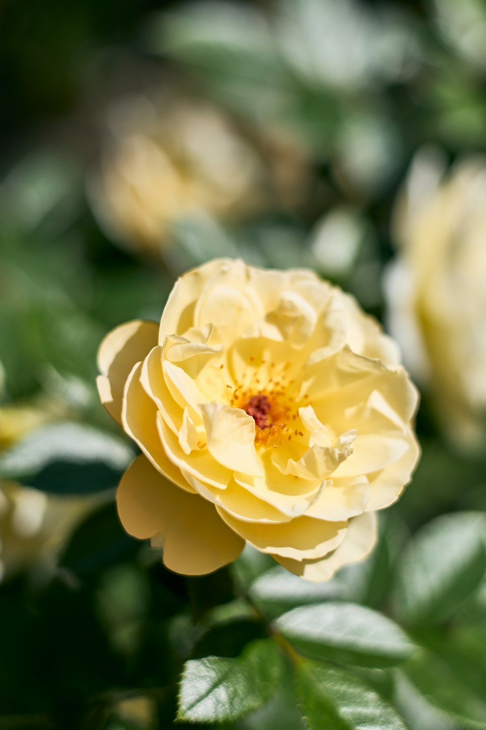 a yellow flower with green leaves